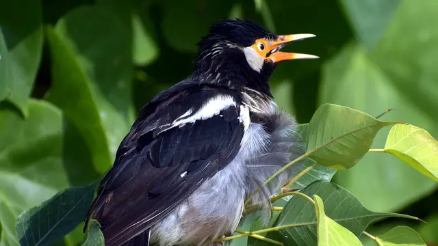 Jenis Burung Jalak Suren