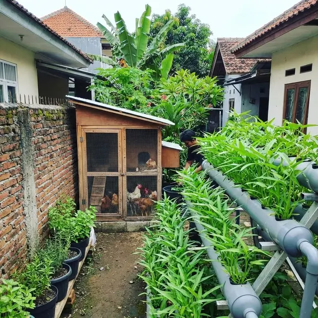 Cara Hemat Pakan Ayam dari Limbah Kangkung