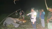 Gajah Jinak Ditemukan Tewas di Savana Resort Kuala Penet, Banyak Cacing Ditemukan dalam Perutnya