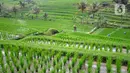 Petani membersihkan rumput liar di sela tanaman padi jenis IR64 di Jatiluwih, Tabanan, Bali, Minggu (5/9/2021). Seiring berakhirnya masa panen dan memasuki masa tanam padi, Badan Pusat Statistik (BPS) mencatat harga beras semua kualitas terjadi kenaikan pada Agustus 2021. (merdeka.com/Arie Basuki)