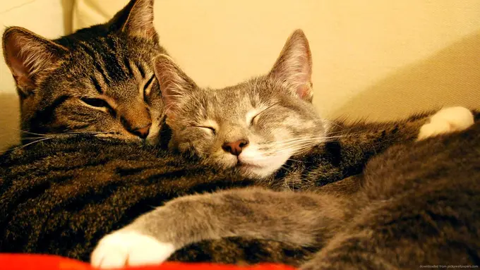 17 Hal Ini Hanya Dimengerti Orang yang Bisa Tertidur di Manapun