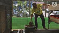 Petugas merawat maggot di Kantor Dinas Lingkungan Hidup DKI Jakarta, Selasa (3/11/2020). Dinas Lingkungan Hidup DKI Jakarta memberdayakan maggot untuk mengurai sampah organik yang bersumber dari sumbangsih warga per wilayah sebagai pupuk kompos. (Liputan6.com/Herman Zakharia)