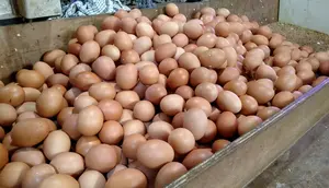 Harga Pangan Hari Ini: Telur Naik Rp 2.000 di Pasar Kebayoran Lama