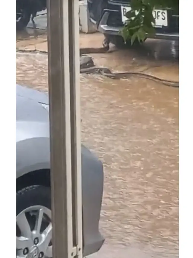 Viral Ular Piton Raksasa Merayap di Depan Rumah Warga saat Hujan, Bikin Ngeri