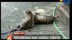 Okta dan Via yang lahir di bulan Oktober 2018 kini makin besar dan bobot masing-masing sektiar 5 kilogram.