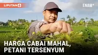 Harga Cabai Makin Pedas, Petani Bahagia