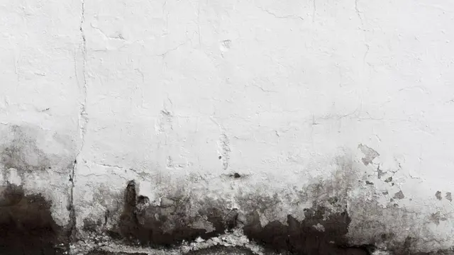 Kenali Bahaya Jamur Hitam di Rumah (photo by freepik)