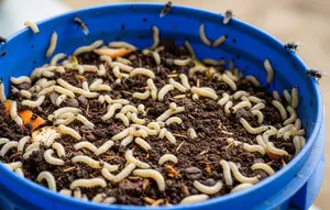 7 Cara Mengatasi Belatung yang Muncul di Tempat Sampah Dapur agar Tidak Datang Lagi