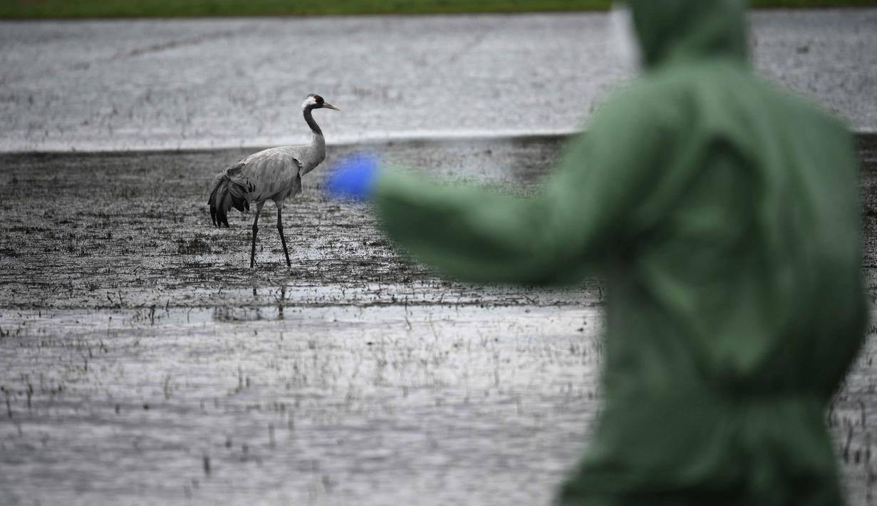 Seekor burung bangau berdiri di ladang tempat seorang sukarelawan mengumpulkan bangkai burung bangau yang diduga mati akibat flu burung di dekat Linum, Jerman, pada 24 Oktober 2025. (RALF HIRSCHBERGER/AFP)