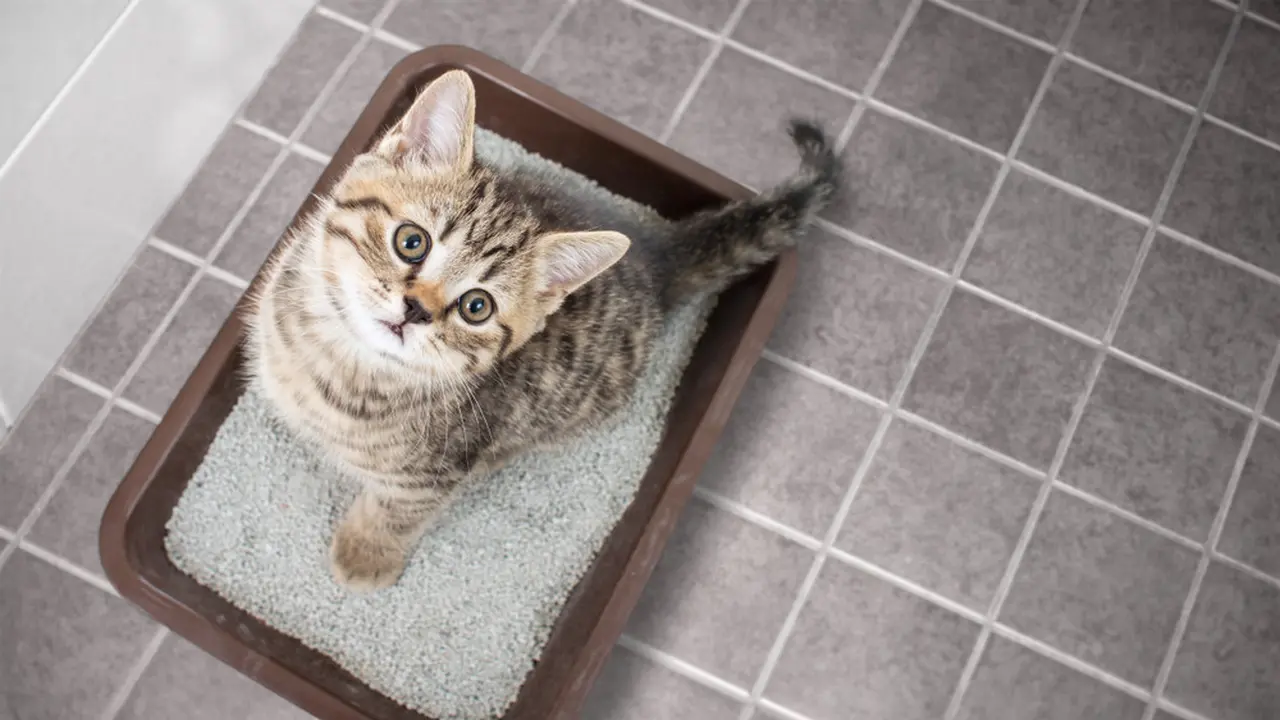 Ilustrasi Kucing/Shutterstock