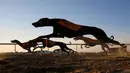 Anjing Arab jenis Saluki berpacu saat mengikuti Festival Unta Mazayin Dhafra di dekat kota Madinat Zayed, Abu Dhabi (26/12). Lomba balap anjing Saluki ini memeriahkan festival unta tersebut. (AFP Photo/Karim Sahib)