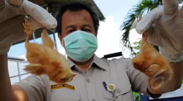 Petugas menunjukkan bangkai anak ayam yang telah terjangkit penyakit, Gedung MPPH, Tanggerang, Selasa, (10/3/2015). Pemusnahan ratusan anak ayam ini sebagai pencegahan penyebaran penyakit. (Liputan6.com/Faisal R Syam)