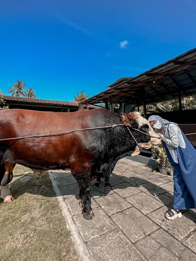 6 Potret Ria Ricis dengan Sapi Jumbo untuk Kurban, Rela Berburu hingga Purworejo