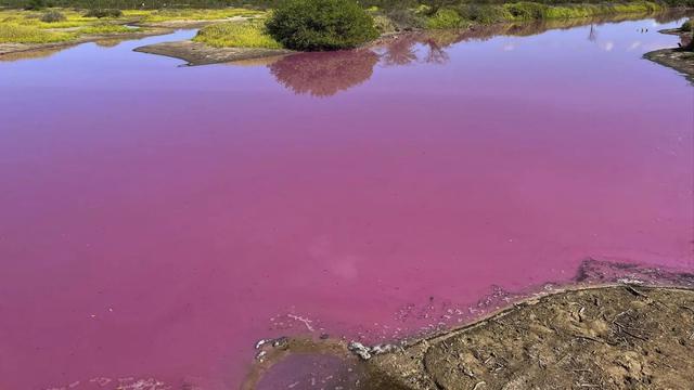 Danau Di Hawaii Berubah Jadi Pink