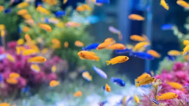 Ilustrasi aquascape