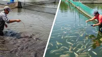 Ternak Lele vs Nila: Mana Lebih Hemat Lahan?