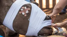 Seekor badak dipakaikan perban oleh dokter hewan di Bela Bela, Johannesburg, Afrika Selatan (20/5). Badak tersebut korban para pemburu liar yang mengincar cula badak. (AFP Photo/Mujahid Safodien)