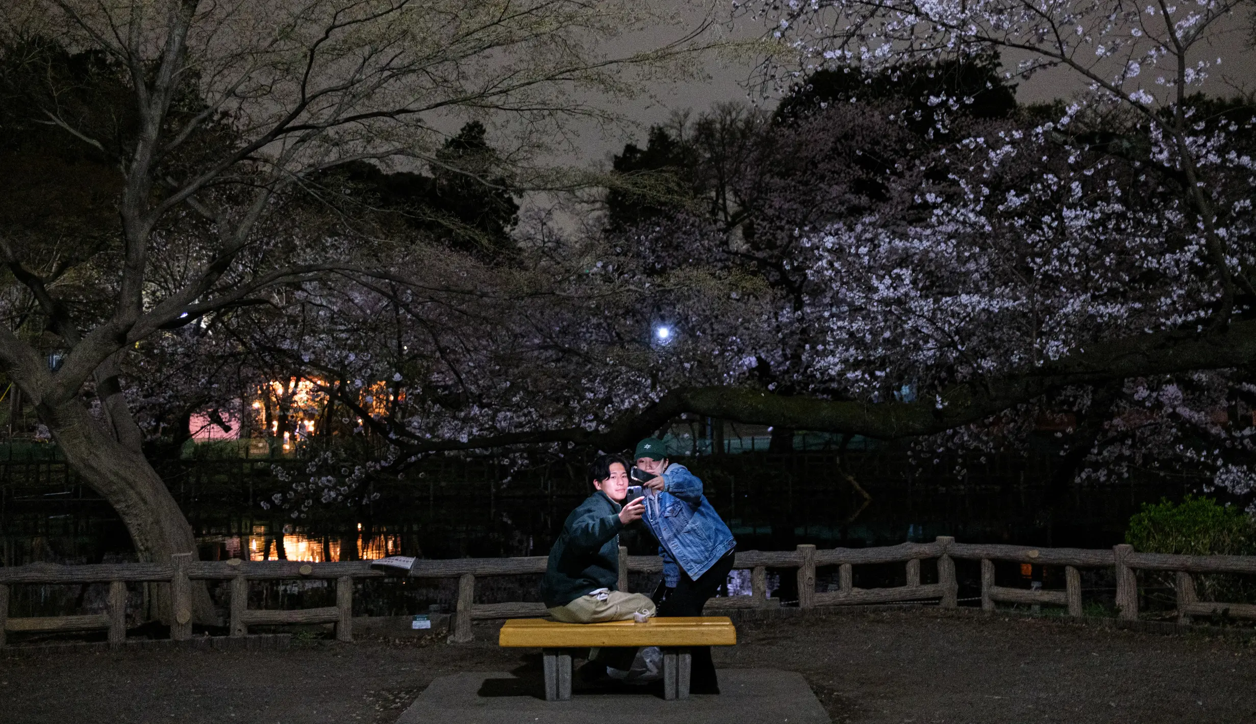 FOTO: Keindahan Bunga Sakura di Malam Hari - Foto Liputan6.com