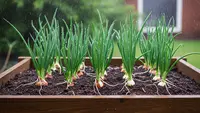 7 Tips Tanam Daun Bawang Supaya Tidak Busuk di Musim Hujan, Panen Melimpah