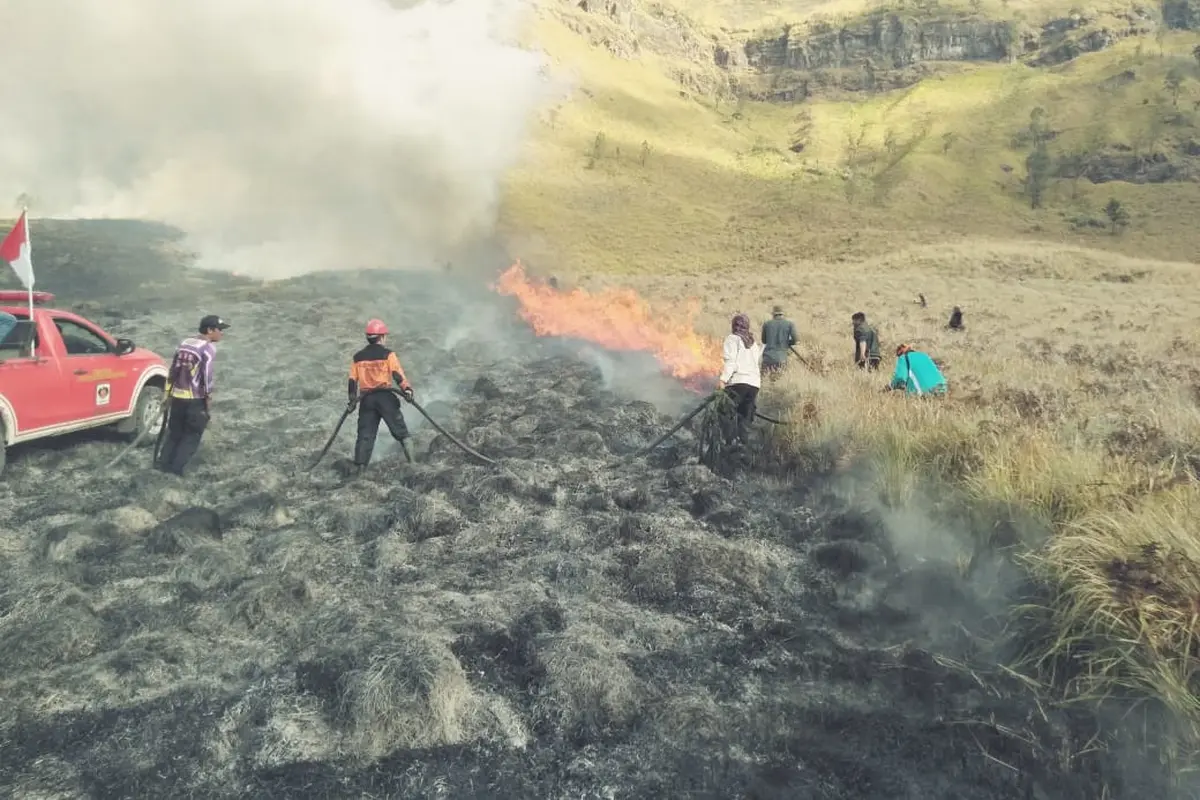 Penyebab Puluhan Hektar Hutan di Gunung Bromo Terbakar