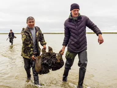 Sejumlah orang membawa pecahan tulang mammoth di Danau Pechevalavato, Yamalo-Nenets, Rusia, Rabu (22/7/2020). Fragmen kerangka mammoth tersebut ditemukan oleh para penggembala rusa lokal. (Artem Cheremisov/Governor of Yamalo-Nenets region of Russia Press Office via AP)