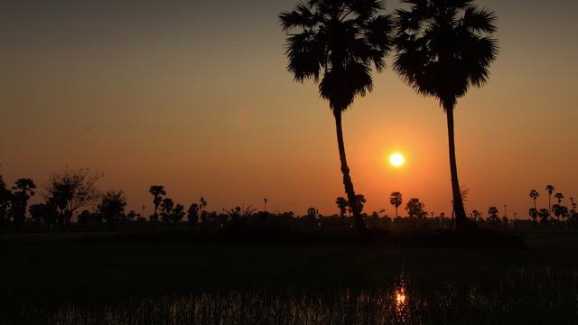 Ilustrasi pohon aren