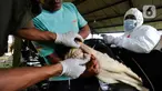 Petugas Dinas Peternakan dan Perikanan Kabupaten Bogor melakukan penyuntikan vaksin Penyakit Mulut dan Kuku (PMK) di kandang sapi perah milik warga di Situ Udik, Bogor, Jawa Barat, Selasa (21/6/2022). Sebanyak 100 ekor sapi perah disuntik vaksin PMK pada hari ini. (merdeka.com/Arie Basuki)