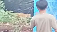 Tangkapan layar kemunculan harimau sumatra di kamp pekerja di Kabupaten Pelalawan untuk berburu ternak. (Liputan6.com/M Syukur)