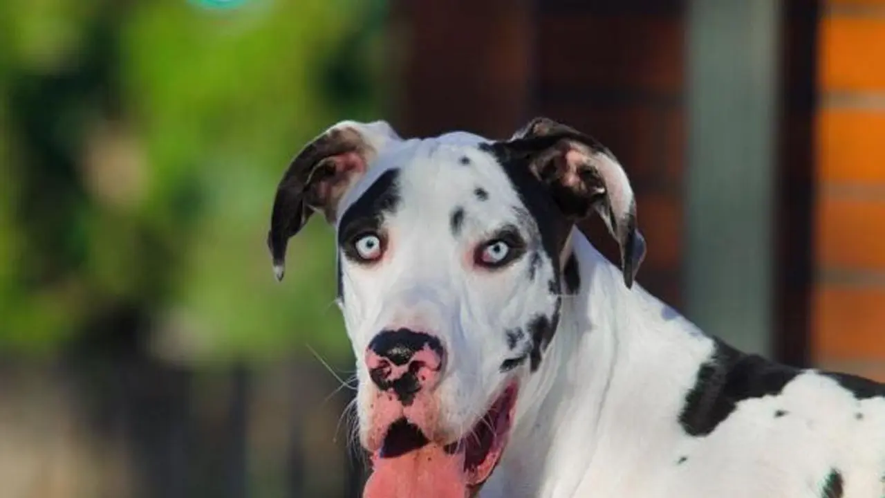 Kisah Mutka, Anjing Harlequin dengan Seribu Wajah