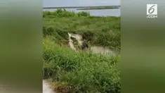 Seorang pengunjung merekam perilaku kanibalisme buaya di Danau Apopka, Florida. Seekor buaya berukuran besar mencoba memangsa buaya berukuran kecil.