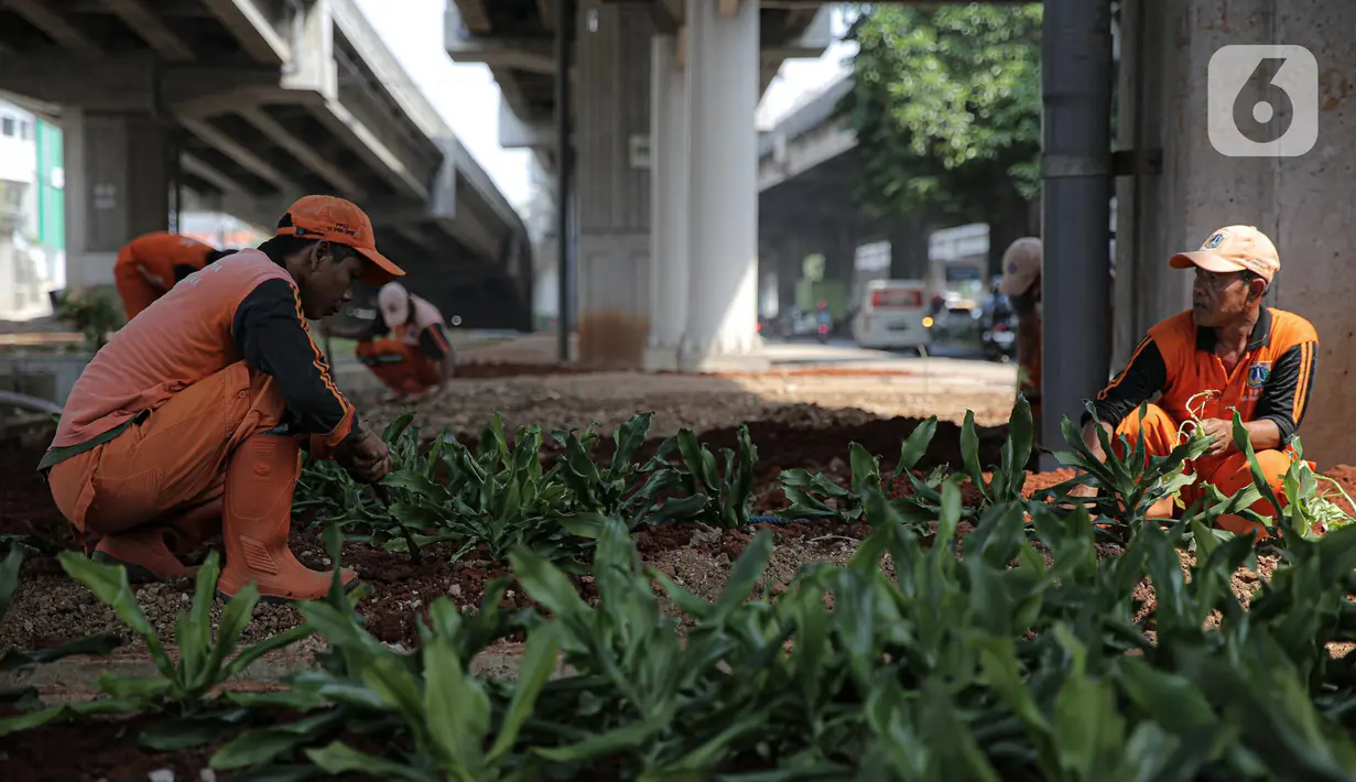 Sejumlah petugas PPSU menanam pohon di kolong Tol Becakayu, Jakarta, Kamis (12/1/2023). Pemerintah Provinsi DKI Jakarta melakukan penataan lahan melalui program penghijauan sepanjang lima kilometer di tepi saluran Kalimalang  kolong tol Bekasi Cawang Kampung Melayu (Becakayu), Jakarta Timur untuk menjaga mutu air baku Jakarta. (Liputan6.com/Faizal Fanani)