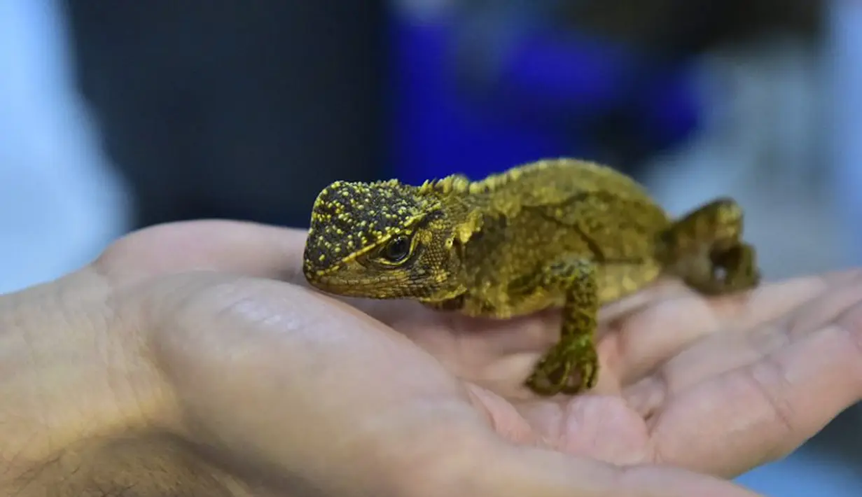 Kadal mirip naga berwarna cokelat kehijauan ditemukan diperlihatkan Ilmuwan asal Peru, Paul Venegas , Quito, Kamis (24/4/2015). Ilmuwan Peru berhasil menemukan tiga jenis kadal spesies baru yang ditemukan di Peru dan Ekuador. (AFP Photo/ Rodrigo Buendia)
