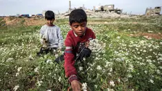 Seorang anak laki-laki memetik bunga dari ladang di dekat bangunan yang hancur di kamp pengungsi Palestina Nuseirat di utara Deir al-Balah, Jalur Gaza tengah pada 29 Januari 2026. Sebuah penelitian terbaru yang dipimpin oleh Universitas Cambridge dan dirilis pada awal Januari 2026 memperingatkan adanya risiko serius munculnya generasi yang hilang di Gaza. (EYAD BABA/AFP)
