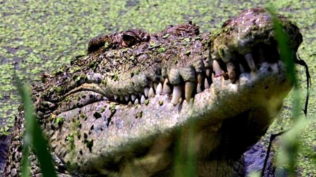  6 Kejadian Manusia Dimangsa Binatang Buas di Tanah Air