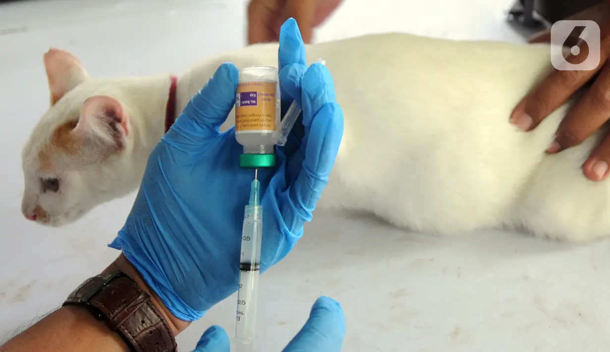 Dokter hewan dari  Suku Dinas Ketahanan Pangan Kelautan dan Pertanian Jakarta Selatan bersiap menyuntikkan vaksin antirabies kepada kucing di Perumahan Bumi Karang Tengah, Jakarta Selatan, Selasa (21/9/2021). Kegiatan ini untuk mengantisipasi penyebaran penyakit rabies. (merdeka.com/Arie Basuki)