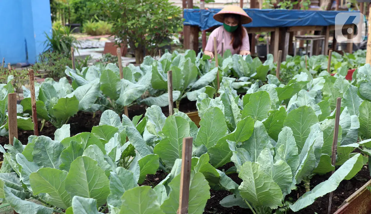 Kelompok Wanita Tani memeriksa sayuran yang ditanam di pekarangan Kompleks Pondok Arum RT 05/02, Kecamatan Karawaci, Kota Tangerang, Banten, Rabu (15/7/2020). Selain dinikmati warga, hasil panen juga kerap dijual ke pasar. (Liputan6.com/Angga Yuniar)