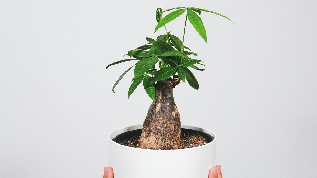 8 Tips Cara Menanam Pohon Uang di Rumah agar Membawa Hoki Menurut Feng Shui