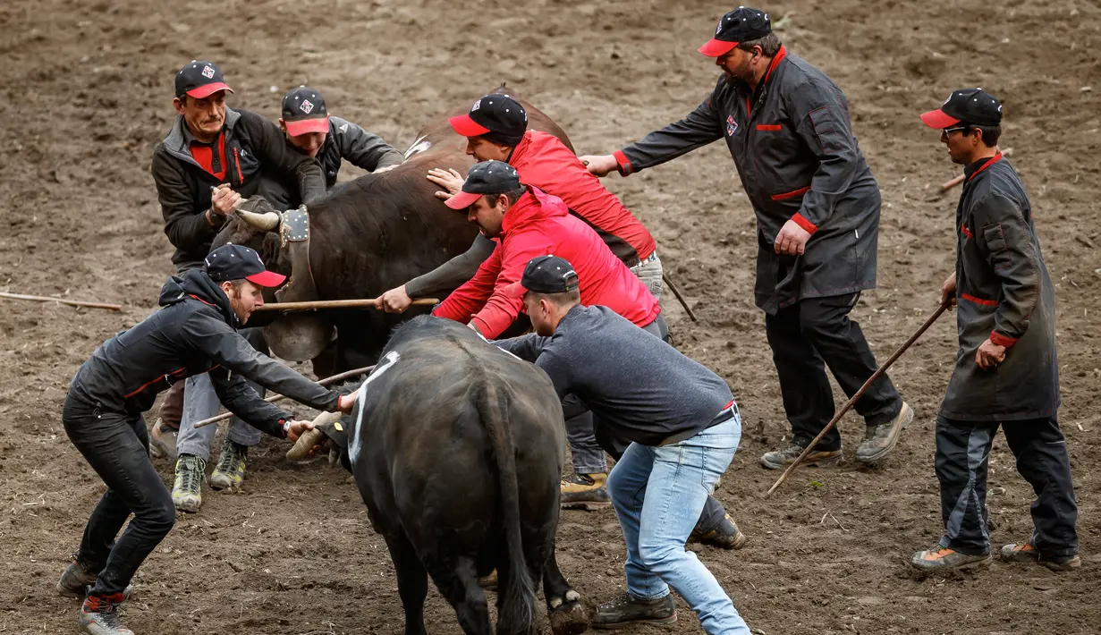 Para peternak mencoba untuk memisahkan dua sapi Herens saat bertanding pada babak kualifikasi finale nationale de la race d'Herens di Aproz, Swiss, Minggu (5/5/2019). Di sini, para peternak akan memastikan hewan ternaknya tidak mengalami luka serius. (Valentin Flauraud/Keystone via AP)