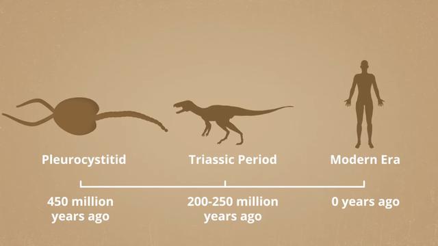 Robot Unik Mirip Pleurocystitid Berusia 450 Juta Tahun