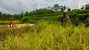 Kenaikan harga gabah dan beras yang terjadi saat ini selain imbas El Nino, biaya produksi gabah juga terus mengalami kenaikan. (merdeka.com/Arie Basuki)