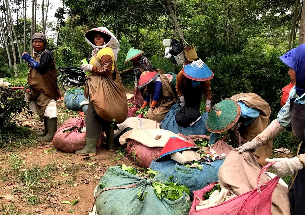 Para perempuan pemetik teh sedang merapikan hasil pekerjaan mereka sebelum beristirahat siang (Liputan6.com/Yuliardi Hardjo)