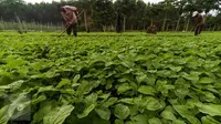 Petani mencangkul di ladang sayur bayam, di area konsesi tanaman kehidupan Desa Pinang Sebatang, Kabupaten  Siak, Kecamatan Tualang, Riau, Minggu (17/7). Area yang dikelola APP (Sinar Mas Group) terletak di Distrik Minas (Liputan6.com/Fery Pradolo)