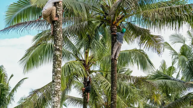 Perkebunan kelapa