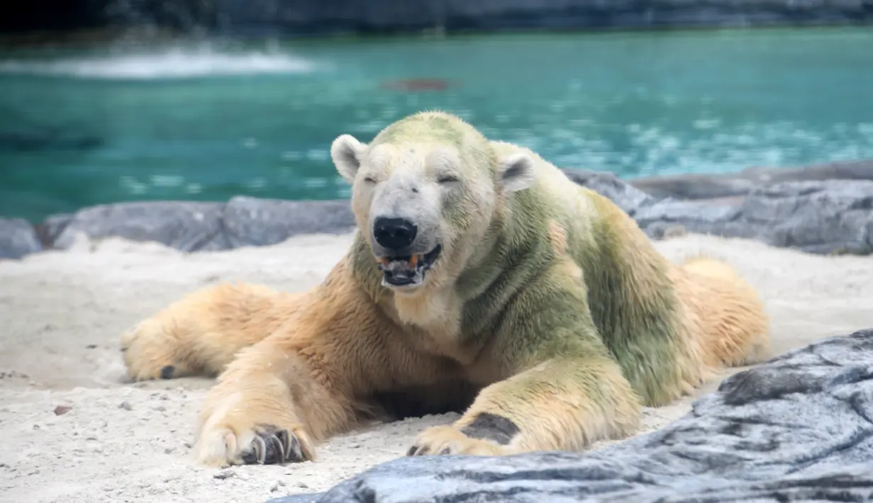 Beruang kutub tua, Inuka duduk di atas tempat tidur pasir dalam kandangnya di Kebun Binatang Singapura, Jumat (13/4). Inuka terancam disuntik mati karena kesehatannya semakin menurun. (Roslan RAHMAN/AFP)