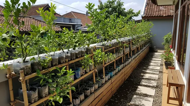 Ide Kebun Jeruk Nipis Ekonomis di Teras Rumah