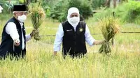 Gubernur Jatim Khofifah Indar Parawansa lakukan panen padi varetas unggul (Istimewa)