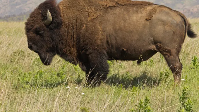Bison, Resmi Dinyatakan Sebagai Mamalia Nasional AS