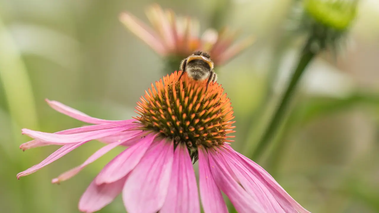 Echinacea
