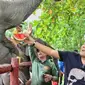 Komedian Komeng memberikan makan kepada gajah di PLG Minas. (Liputan6.com/M Syukur)