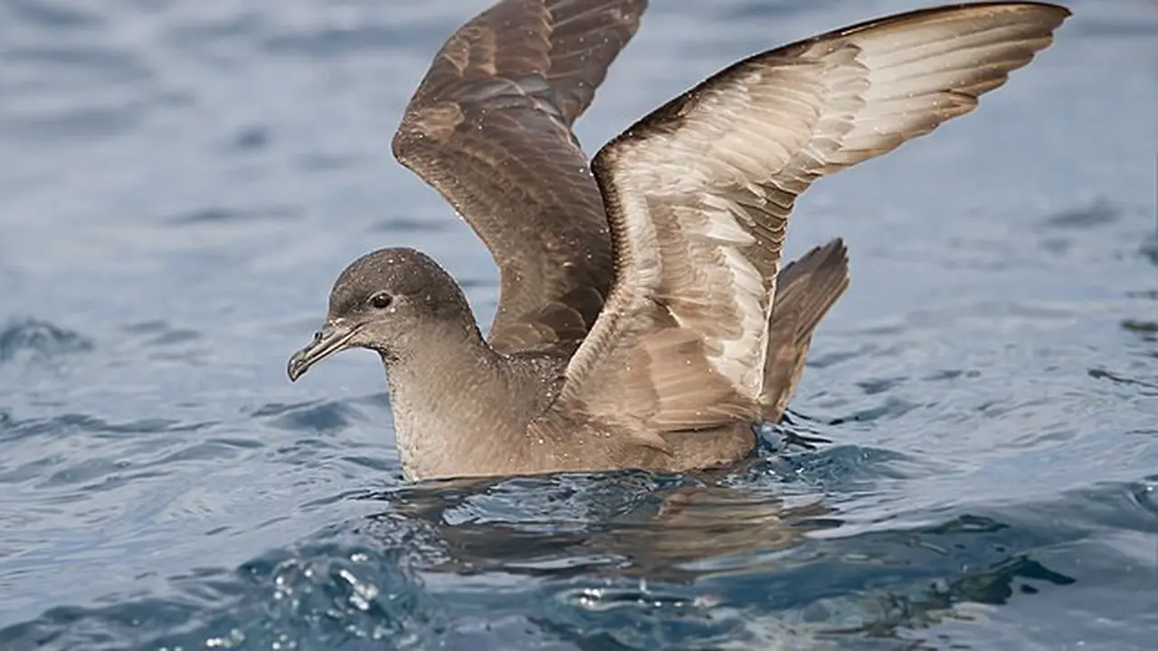 Burung Terkontaminasi Plastik